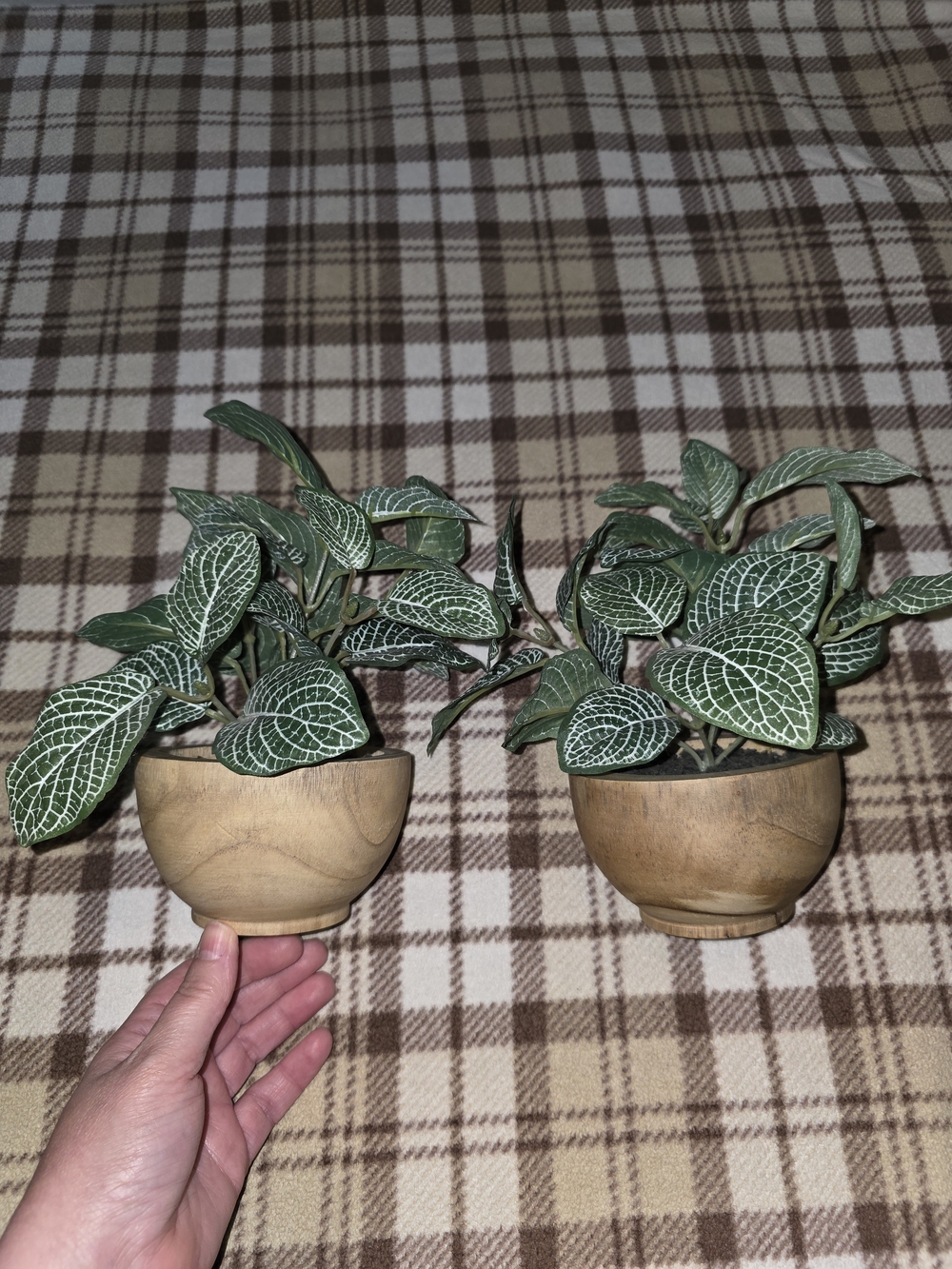 Threshold Green Fittonia in Natural Wood Pot - Home Accents.